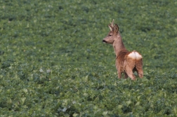 Srnec obecný  ( Capreolus capreolus )