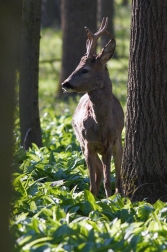 Srnec obecný  ( Capreolus capreolus )