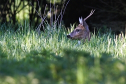 Srnec obecný  ( Capreolus capreolus )