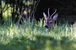 Srnec obecný  ( Capreolus capreolus )