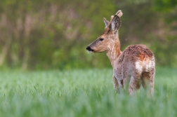 Srnec obecný  ( Capreolus capreolus )