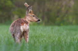 Srnec obecný  ( Capreolus capreolus )