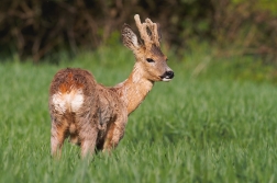 Srnec obecný  ( Capreolus capreolus )