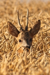 Srnec obecný  ( Capreolus capreolus )