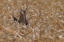 Srnec obecný  ( Capreolus capreolus )