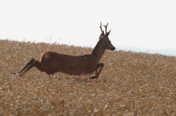 Srnec obecný  ( Capreolus capreolus )