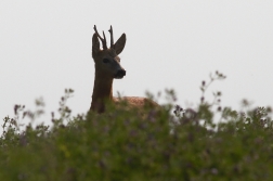 Srnec obecný  ( Capreolus capreolus )