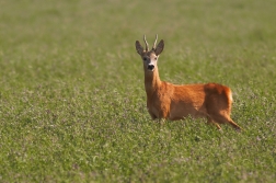 Srnec obecný  ( Capreolus capreolus )