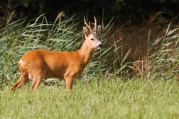 Srnec obecný  ( Capreolus capreolus )