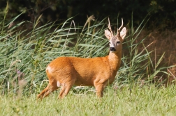 Srnec obecný  ( Capreolus capreolus )