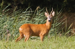 Srnec obecný  ( Capreolus capreolus )