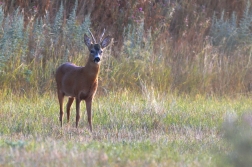 Srnec obecný  ( Capreolus capreolus )