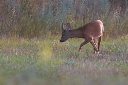 Srnec obecný  ( Capreolus capreolus )