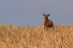 Srnec obecný  ( Capreolus capreolus )