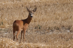 Srnec obecný  ( Capreolus capreolus )