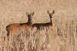 Srnec obecný  ( Capreolus capreolus )