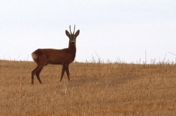 Srnec obecný  ( Capreolus capreolus )