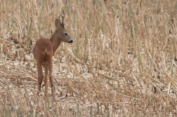 Srnec obecný  ( Capreolus capreolus )