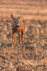 Srnec obecný  ( Capreolus capreolus )