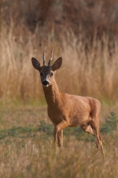 Srnec obecný  ( Capreolus capreolus )