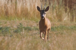 Srnec obecný  ( Capreolus capreolus )