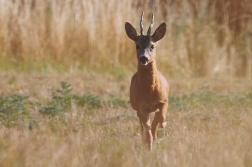 Srnec obecný  ( Capreolus capreolus )