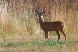 Srnec obecný  ( Capreolus capreolus )