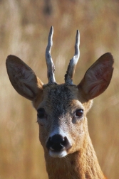 Srnec obecný  ( Capreolus capreolus )