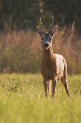 Srnec obecný  ( Capreolus capreolus )