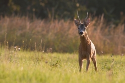 Srnec obecný  ( Capreolus capreolus )