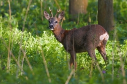 Srnec obecný  ( Capreolus capreolus )