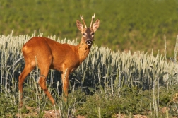 Srnec obecný  ( Capreolus capreolus )