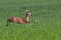 Srnec obecný  ( Capreolus capreolus )