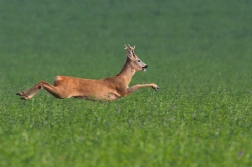 Srnec obecný  ( Capreolus capreolus )