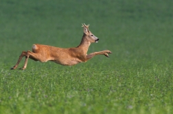 Srnec obecný  ( Capreolus capreolus )