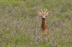 Srnec obecný  ( Capreolus capreolus )