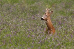 Srnec obecný  ( Capreolus capreolus )