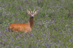 Srnec obecný  ( Capreolus capreolus )