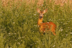 Srnec obecný  ( Capreolus capreolus )