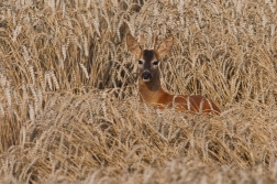 Srnec obecný  ( Capreolus capreolus )