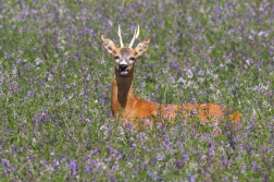 Srnec obecný  ( Capreolus capreolus )