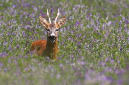 Srnec obecný  ( Capreolus capreolus )