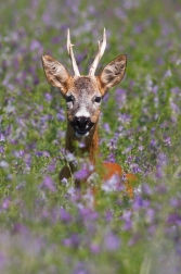 Srnec obecný  ( Capreolus capreolus )