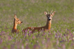 Srnec obecný  ( Capreolus capreolus )