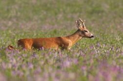 Srnec obecný  ( Capreolus capreolus )