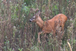 Srnec obecný  ( Capreolus capreolus )