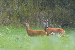 Srnec obecný  ( Capreolus capreolus )