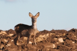 Srnec obecný  ( Capreolus capreolus )