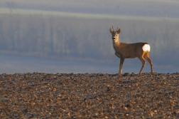 Srnec obecný  ( Capreolus capreolus )