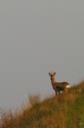 Srnec obecný  ( Capreolus capreolus )